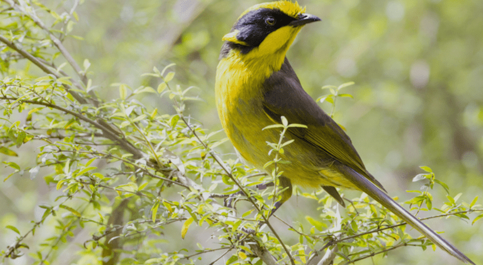 Cientistas mudam DNA de ave para evitar extinção da espécie