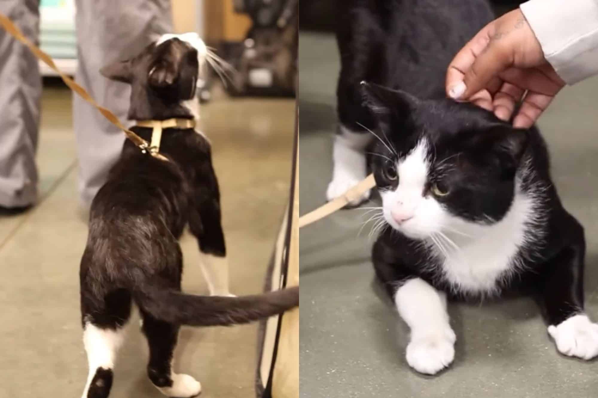 Após sobrar em evento de adoção, gato frajolinha recebe a melhor notícia do mundo