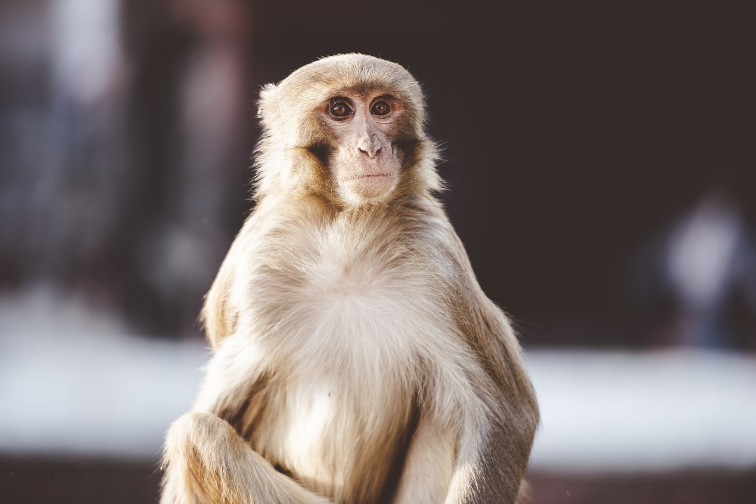 O que é a teoria do centésimo macaco?