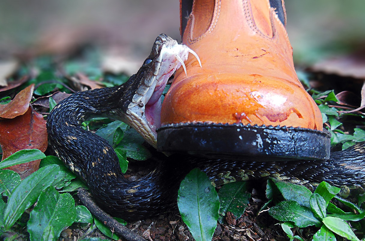 O pesquisador que pisou em cobras para estudar suas picadas