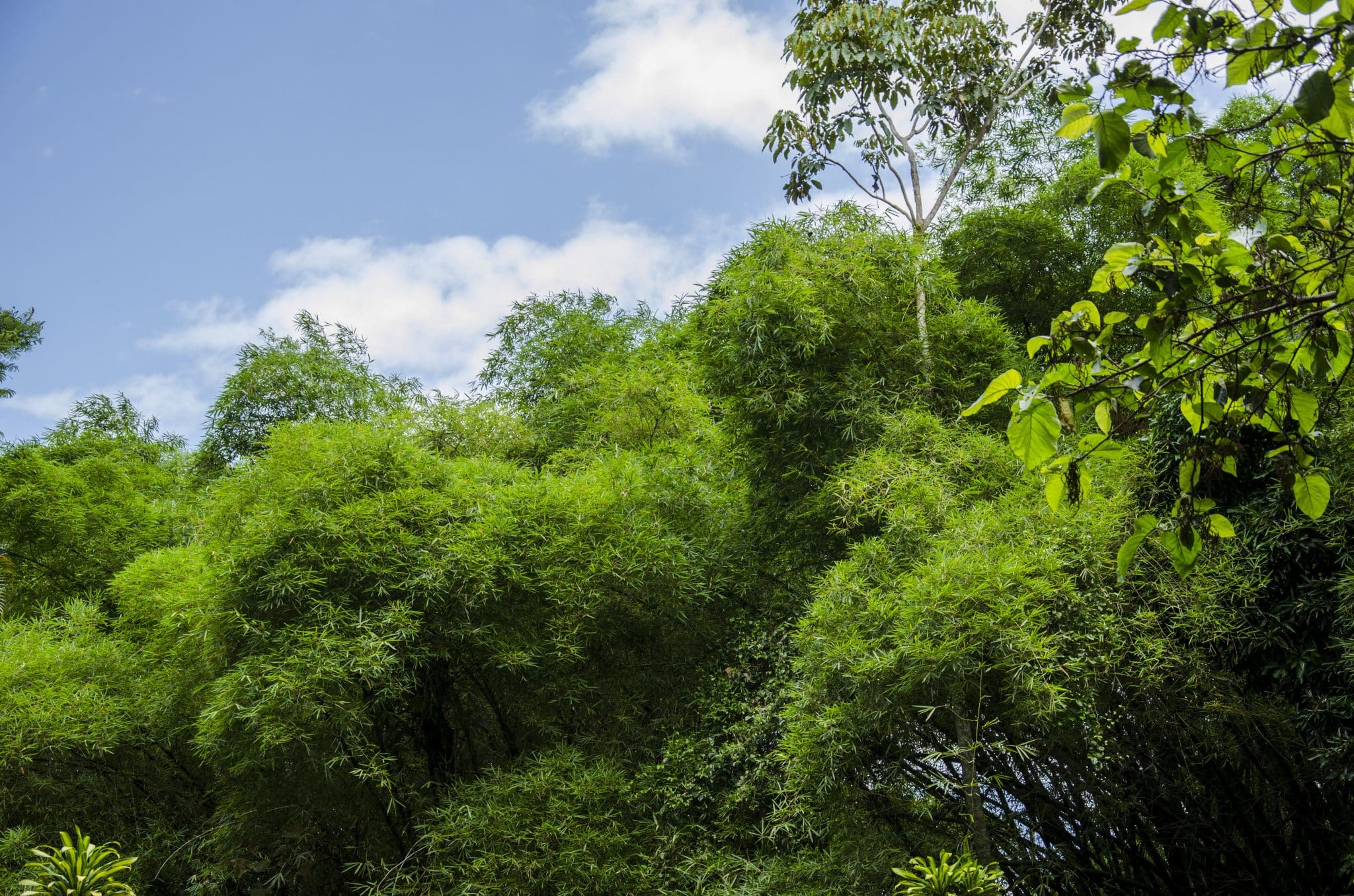 Evento raro que criou vegetação da Terra aconteceu outra vez