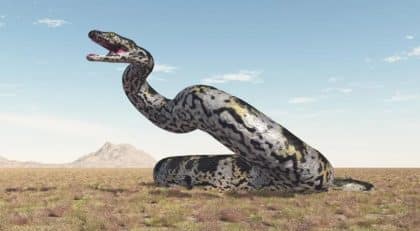 Fóssil achado na Índia indica que cobra gigante poderia medir até 15 metros