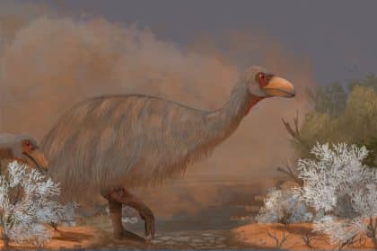 Gigante pré-histórico: fósseis revelam segredos de antiga ave australiana