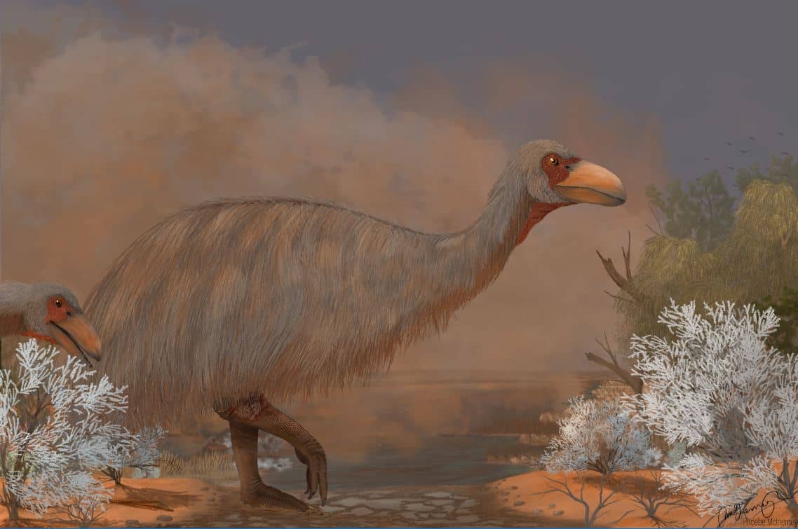 Gigante pré-histórico: fósseis revelam segredos de antiga ave australiana