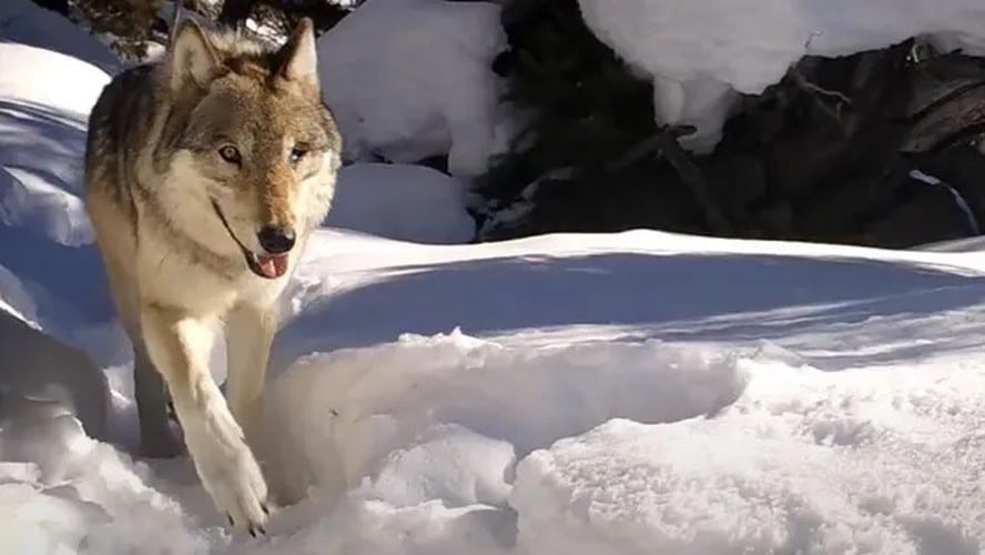 Loba de um olho só pariu a décima ninhada de filhotes em 11 anos