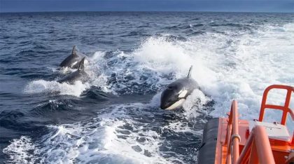 Comprovado: orcas afundam embarcações por mera diversão