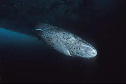 Animal mais velho da Terra com 518 anos reaparece nas água do Caribe