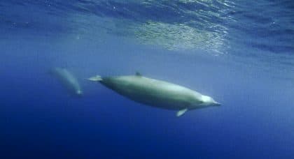 Corpo de baleia mais rara do mundo é encontrado em praia na Nova Zelândia