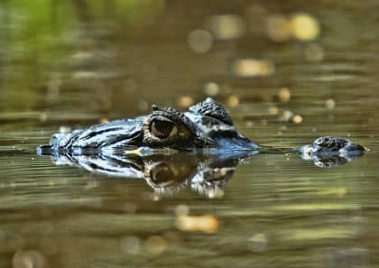 “Monstro do pântano” de 280 milhões de anos é descoberto na África