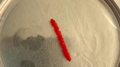 Resistente, flexível e regenerável: novo gel pode revolucionar a engenharia
