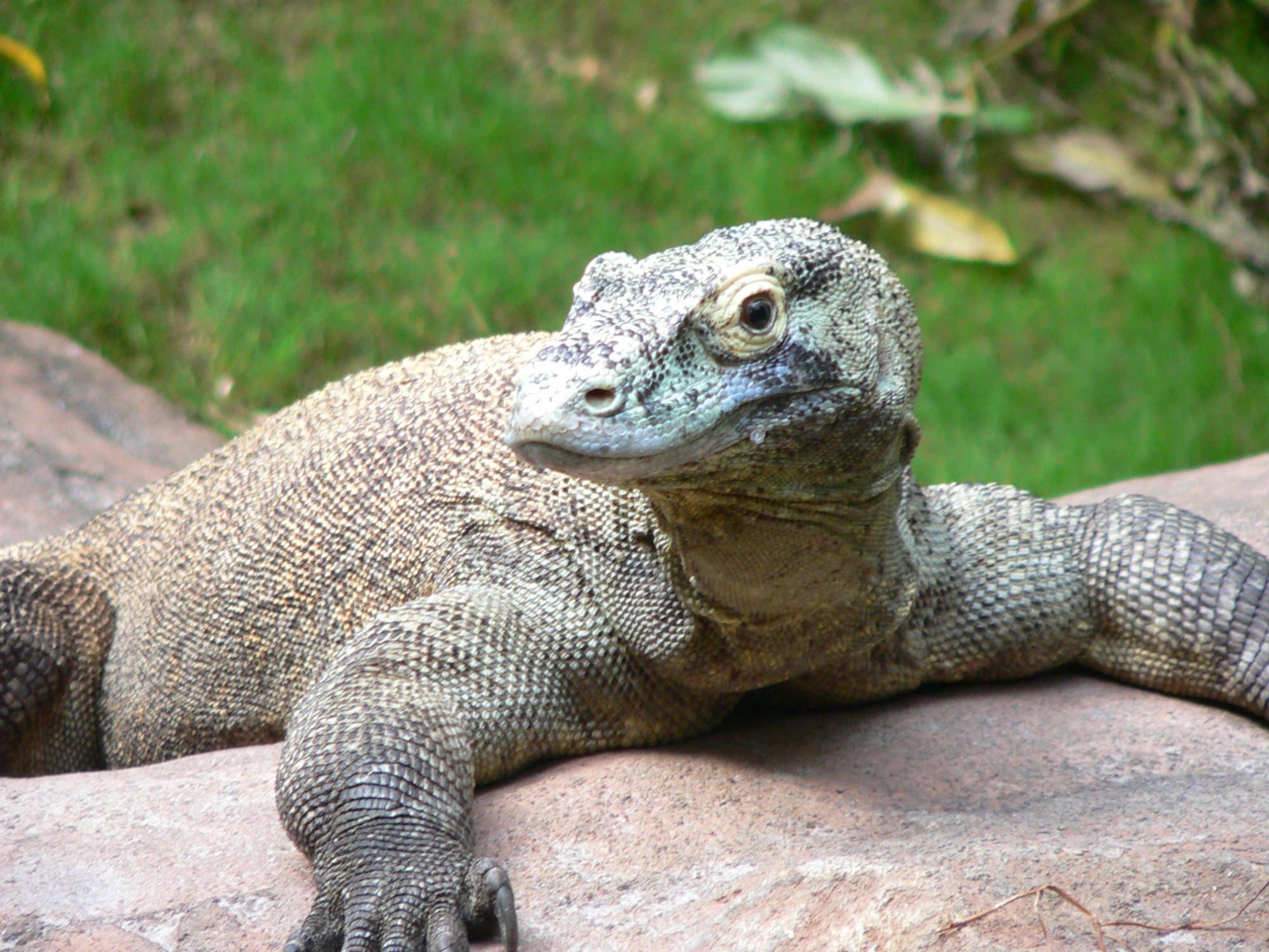 Dentes dos dragões de Komodo são revestidos com camada de ferro, constata estudo