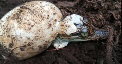Maior ninhada do século traz esperança para espécie em risco de extinção