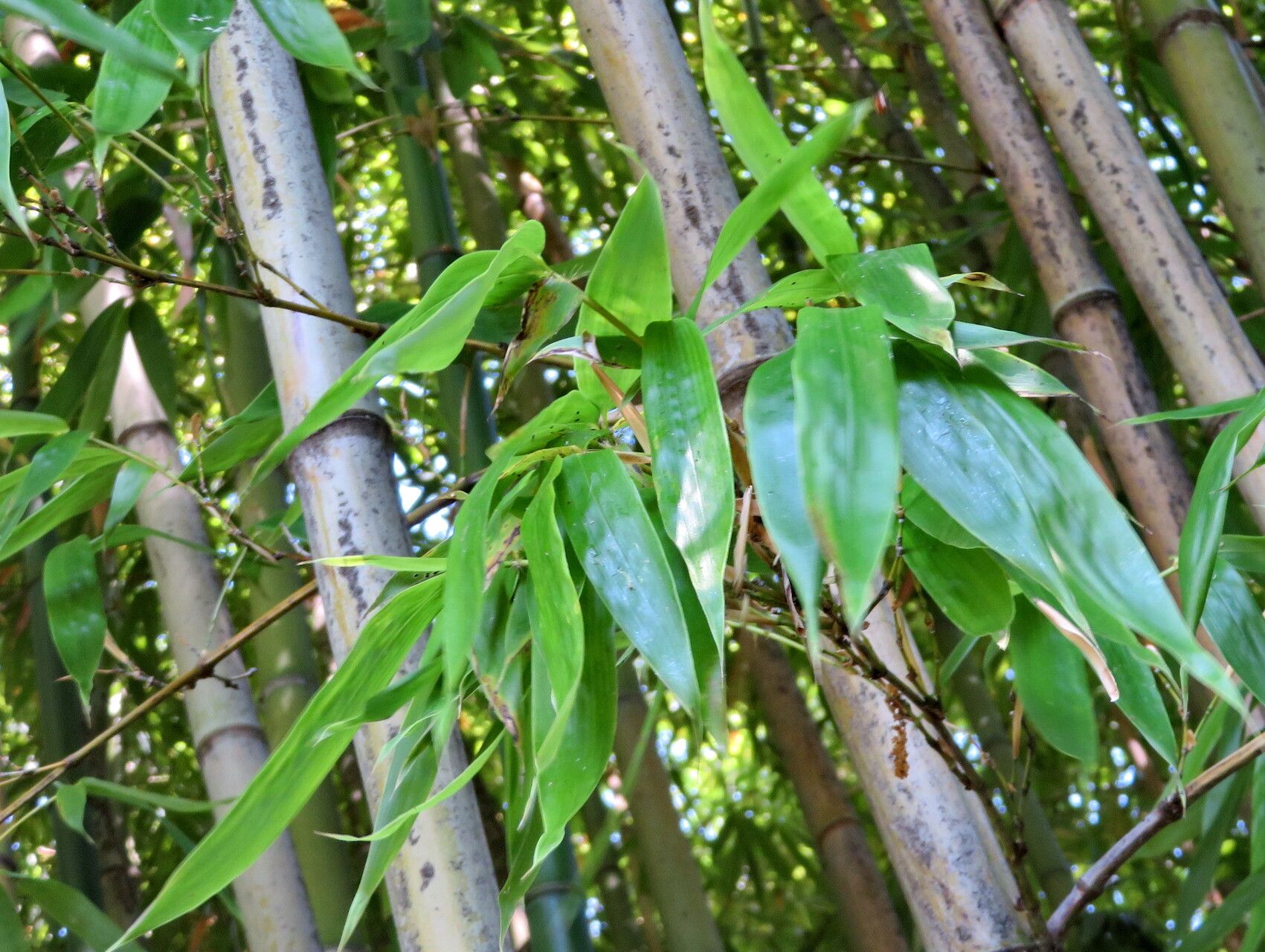 Após 120 anos de crescimento, um bambu japonês acabou de florescer. E isso é um problema