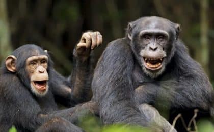Após vídeos com chimpanzés “falando”, cientistas retomam discussão sobre espécie