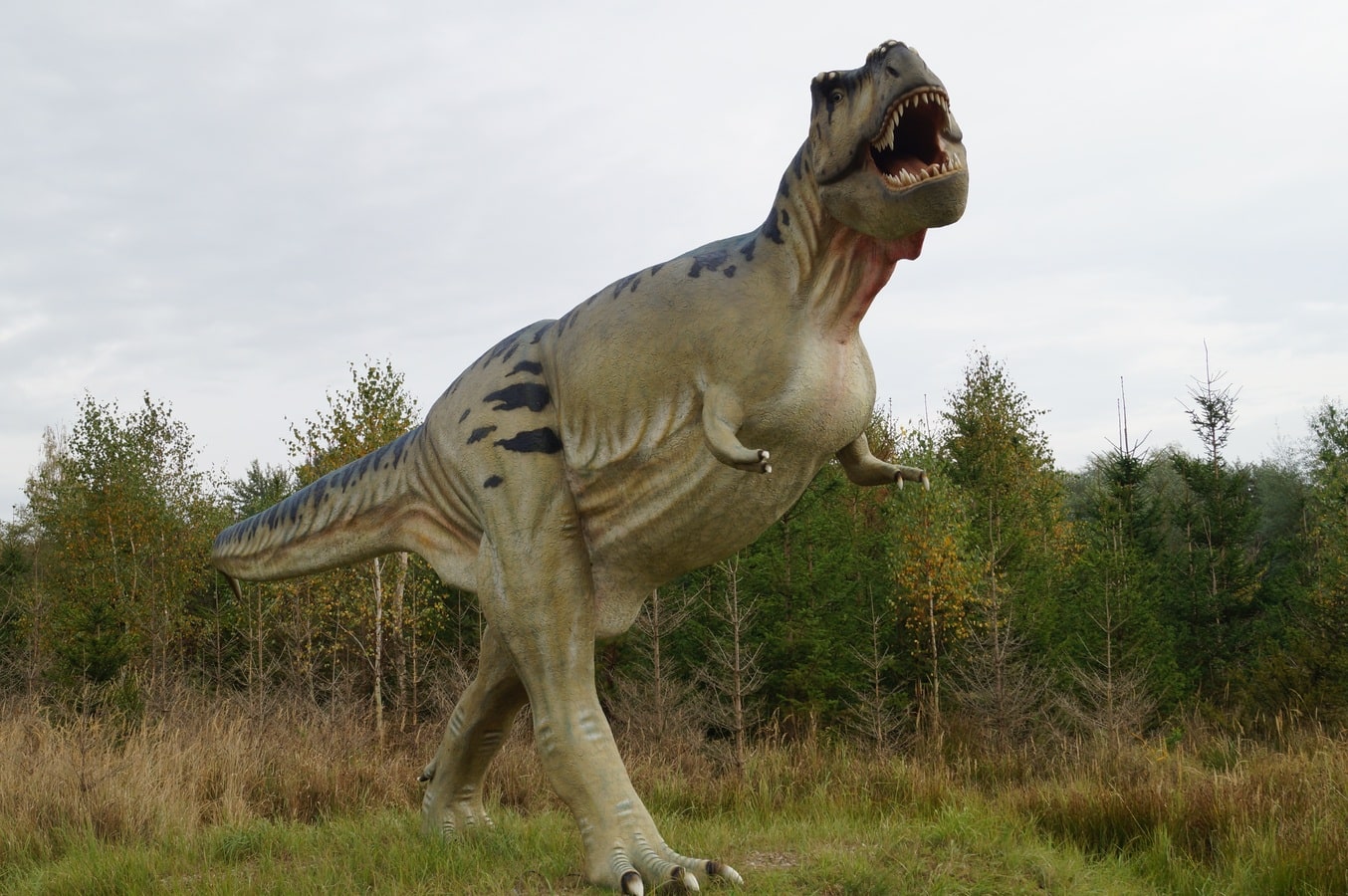 Dinossauro que tinha "sobrancelha" demorou 17 anos para ser escavado do deserto