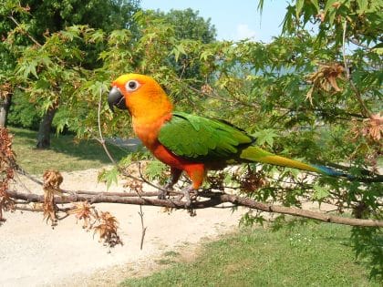 Jandaia verdadeira, ave sob ameaça de extinção no Ceará, volta a aparecer em Fortaleza
