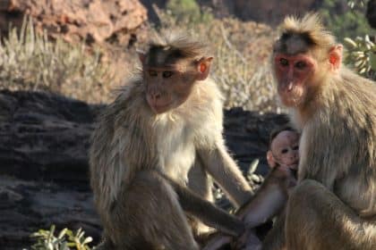 Os 6 animais que estão entre os melhores (e mais esforçados) pais da natureza