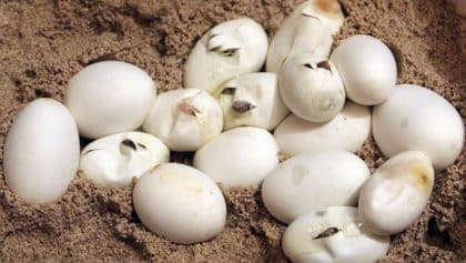 Não é só o ornitorrinco: os fofos (e estranhos) mamíferos que botam ovos