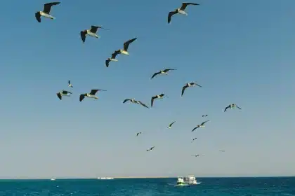 Onde as aves terrestres descansam ao voar sobre o oceano?