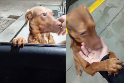 Homem abastecia o carro tranquilamente, até que caramelo de rua decide adotá-lo