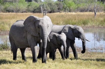 Uma ilha europeia era habitada por ‘mini elefantes’ — até que o homem chegou