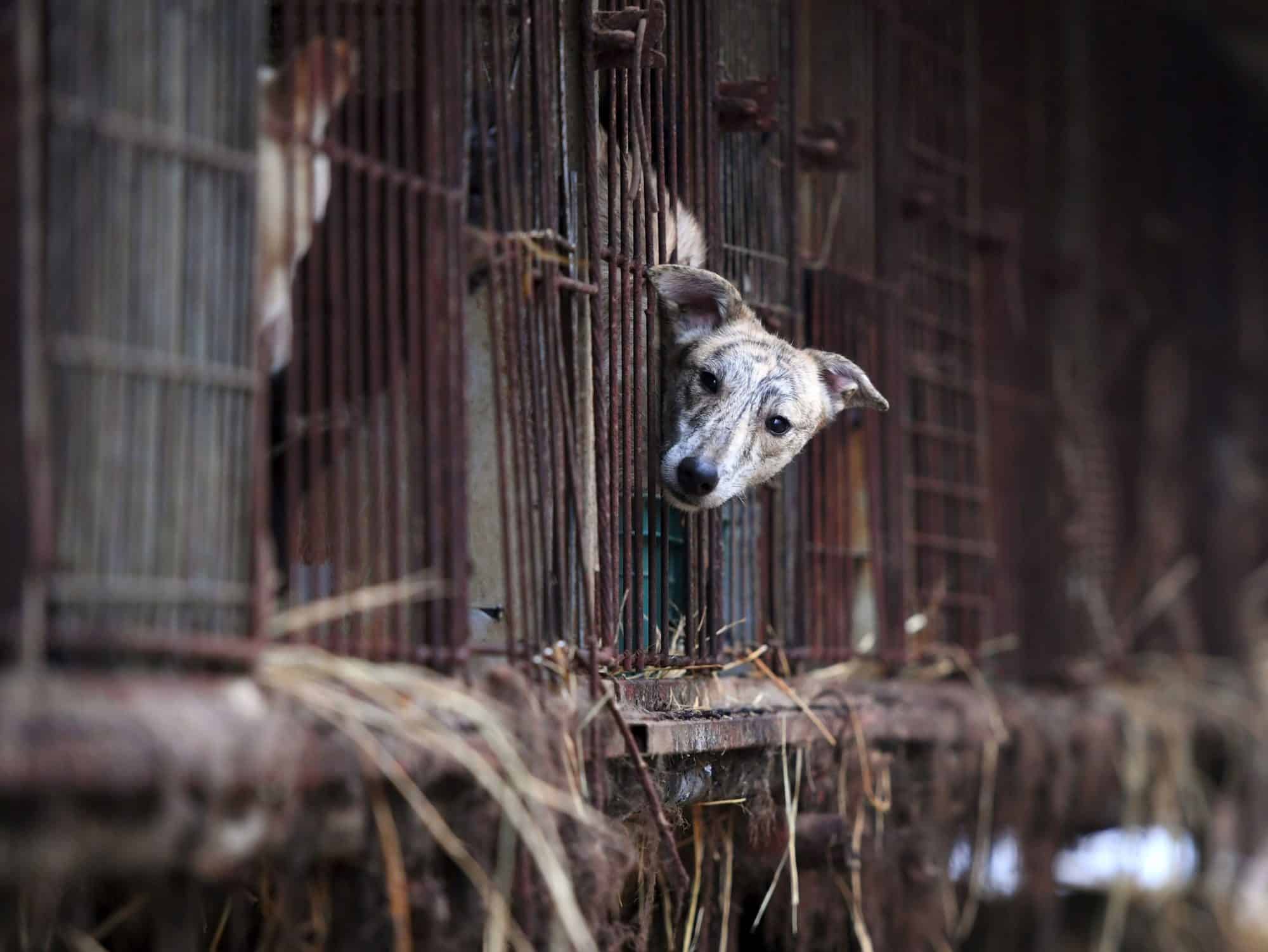[Imagem: industria-de-carne-de-cachorro-1-scaled.jpg]