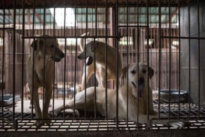Coreia do Sul investirá R$ 500 milhões para fechar indústria de carne de cachorro