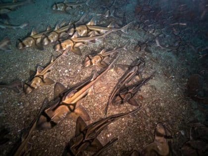 Robô subaquático registra milhares de tubarões dormindo no fundo do mar