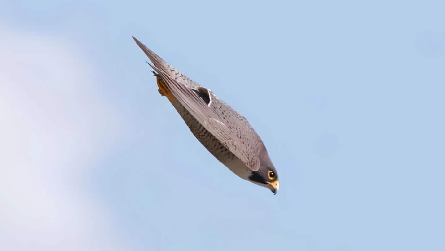 Falcão-peregrino, o animal mais rápido do mundo, bate outro recorde