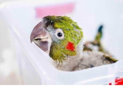 Em risco de extinção, ararinhas nascem no Zoológico de Brasília