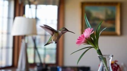 O que significa receber a visita de um beija-flor em casa?