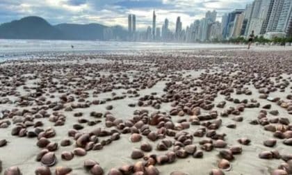 Berbigões reaparecem na Praia Central de Balneário Camboriú