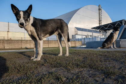 Cães de Chernobyl se desenvolvem de maneira estranha devido à radiação
