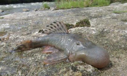 Bizarro peixe ‘cabeça de bolha’ está entre diversas novas espécies descobertas na Amazônia peruana