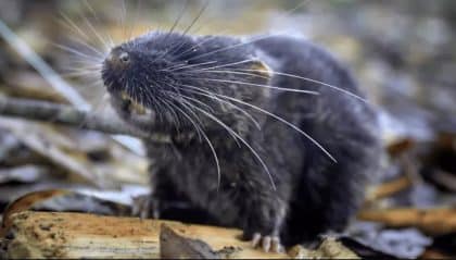‘Rato anfíbio’ está entre 27 novas espécies descobertas na Amazônia peruana