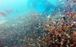 Nas profundezas da Antártida, animais marinhos ingerem microplástico há mais de quatro décadas, revela estudo
