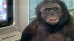Chimpanzé “gênio” entendia inglês e jogava Minecraft
