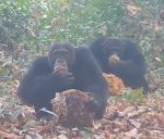 Pesquisadores filmam chimpanzés selvagens compartilhando frutas ‘alcoólicas’