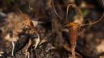 Planta descoberta não faz fotossíntese e se alimenta de fungos
