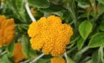 Planta evolutivamente mais próxima da alface pode produzir 40 canabinoides