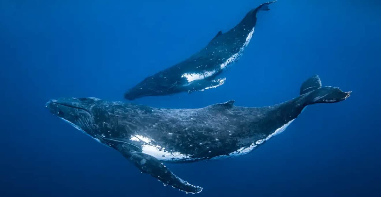 Xixi de baleia pode ajudar no salvamento da vida marinha. Entenda