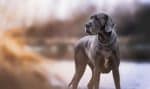 12 nomes fortes e marcantes para cachorro