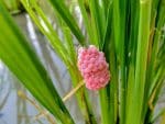 Viu ovos rosa no quintal? Saiba o que são e porque tem que ser eliminados rápido