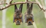 Amizade de morcegos-vampiros surpreende cientistas e revela semelhanças chocantes com a dos seres humanos