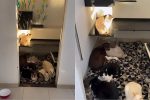 Gatos formam “time de resgate” e cuidam de cãozinho doente