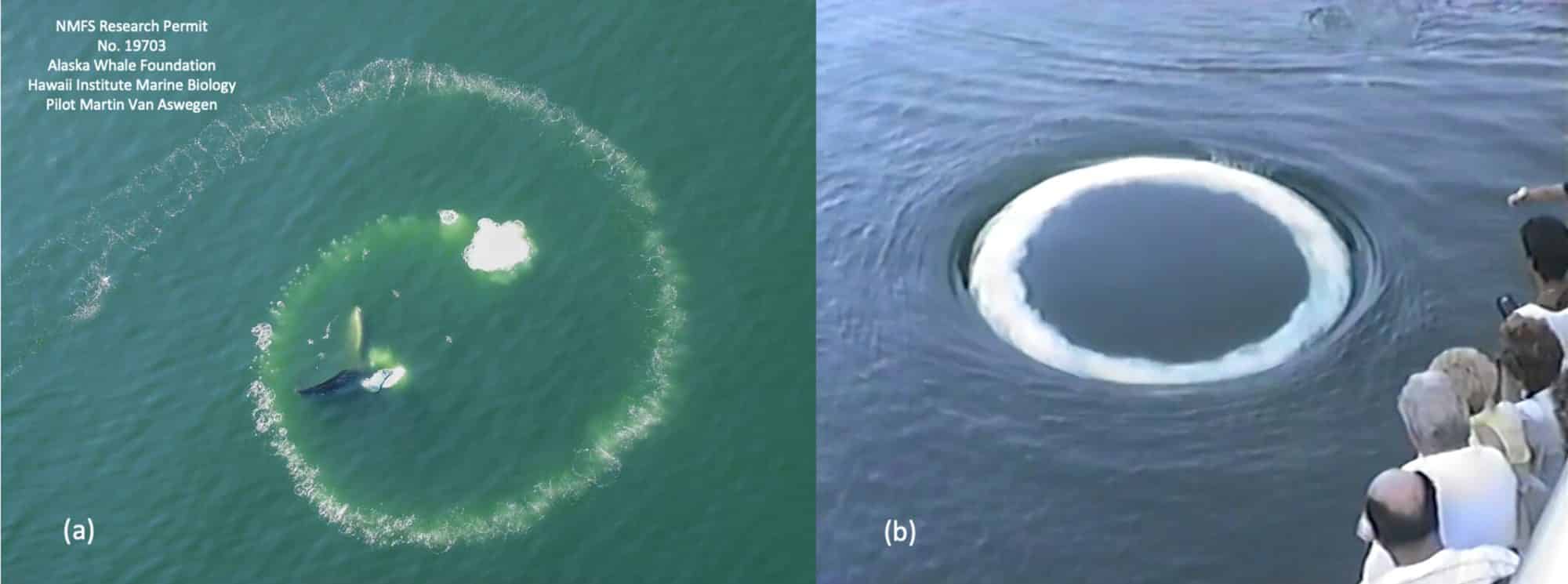 Aneis de Bolhas no Oceano: as baleias estão enviando mensagens?