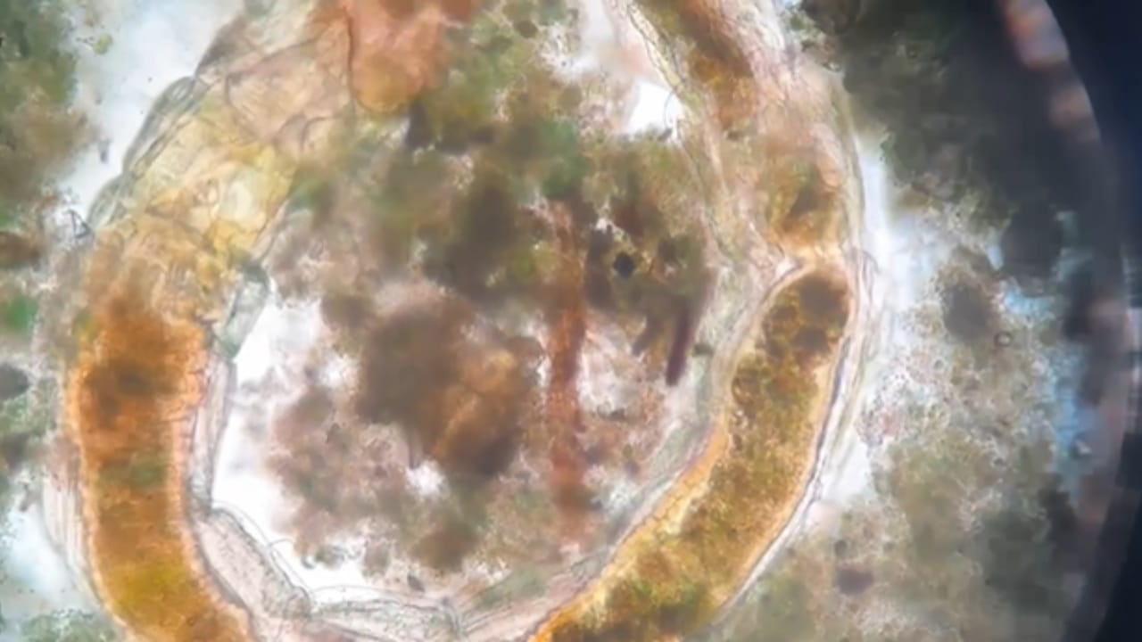 contioutra.com - Cientistas fazem descoberta inacreditável: criaturas voltam à vida após 130 anos soterradas!