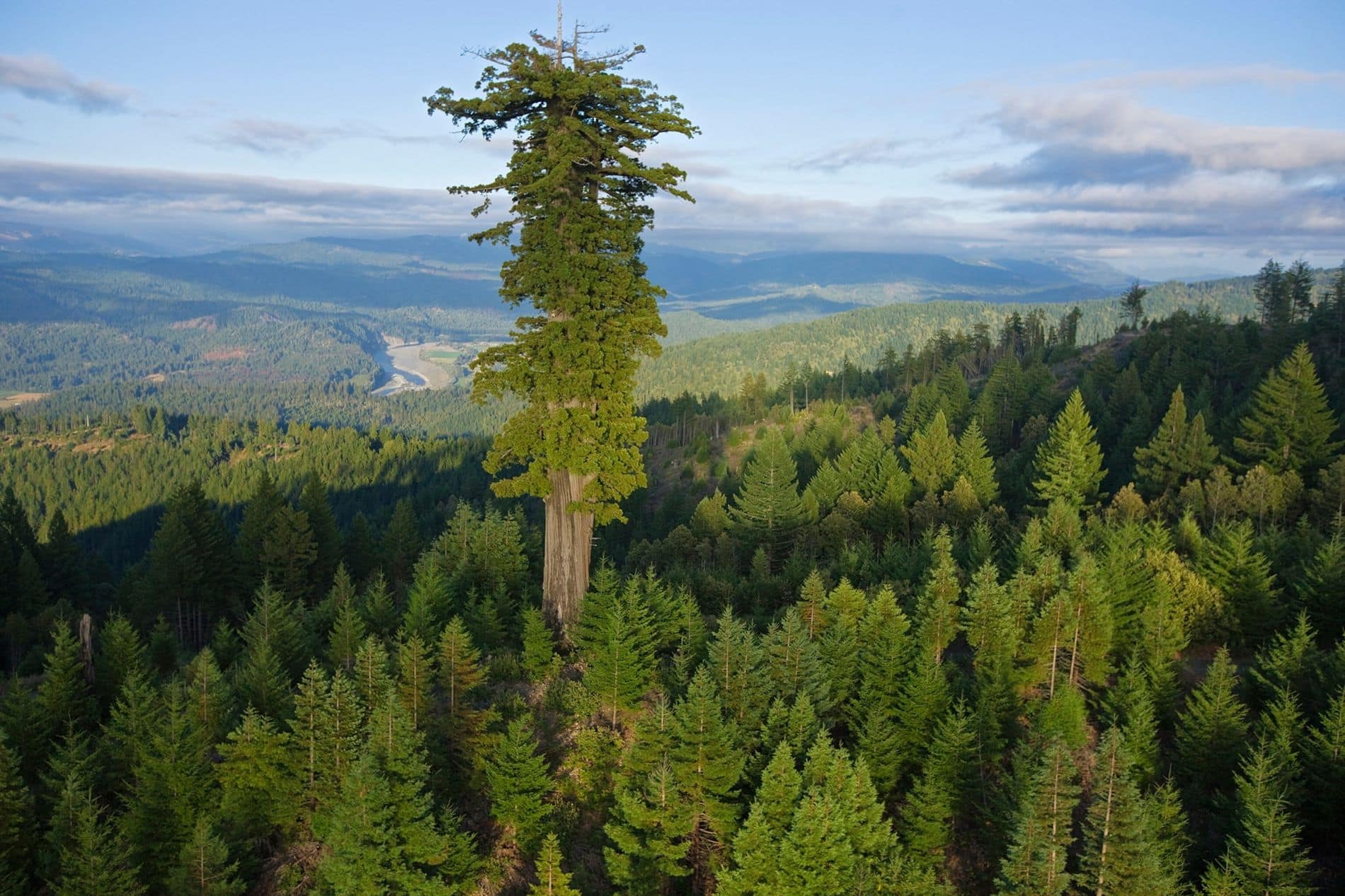 A maior área remanescente de floresta antiga de sequóias vermelhas fica no Humboldt Redwoods State Park, na Califórnia.