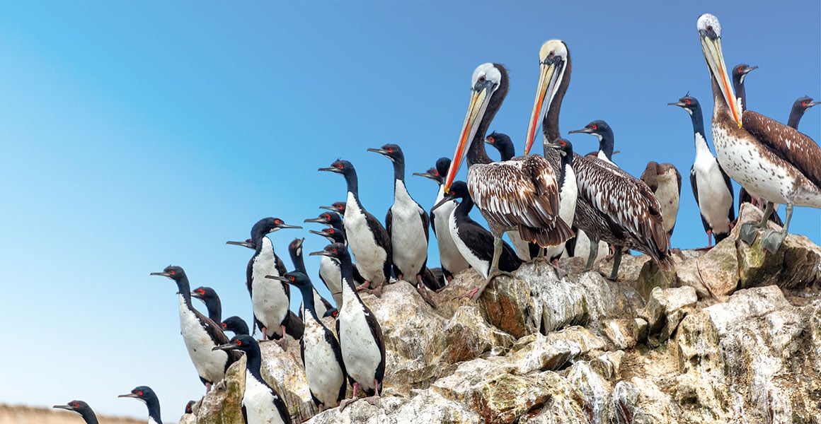 Foto: Natural History Museum