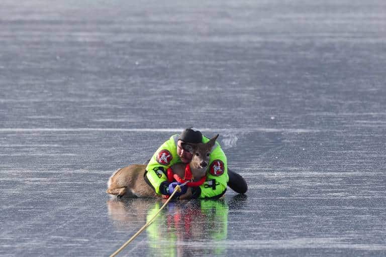 bombeiro resgata veado preso em lago congelado nos EUA